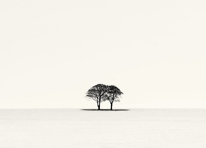 One Tree in Winter Scene