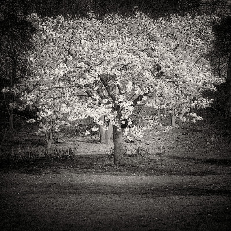 Blossom Tree Fim Photograph