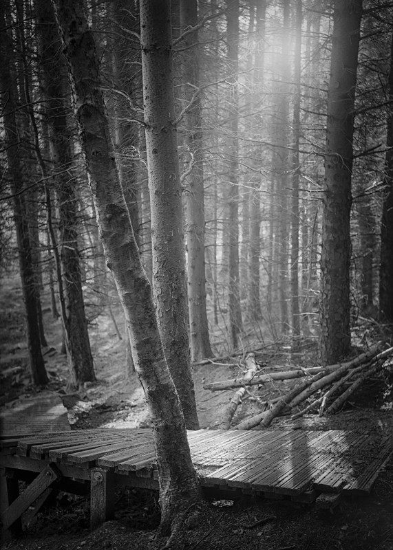 Woodland Light Stainburn Forrest - Landscapes