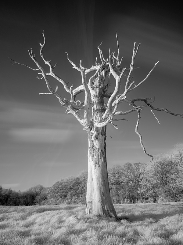 Tree Study in Infrared #4 - Infrared