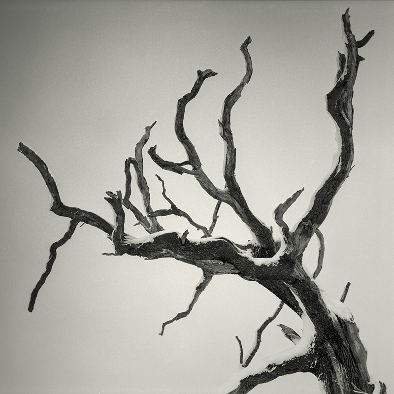 Dead Tree Horsforth in BLack & White - Abstract & Still Life