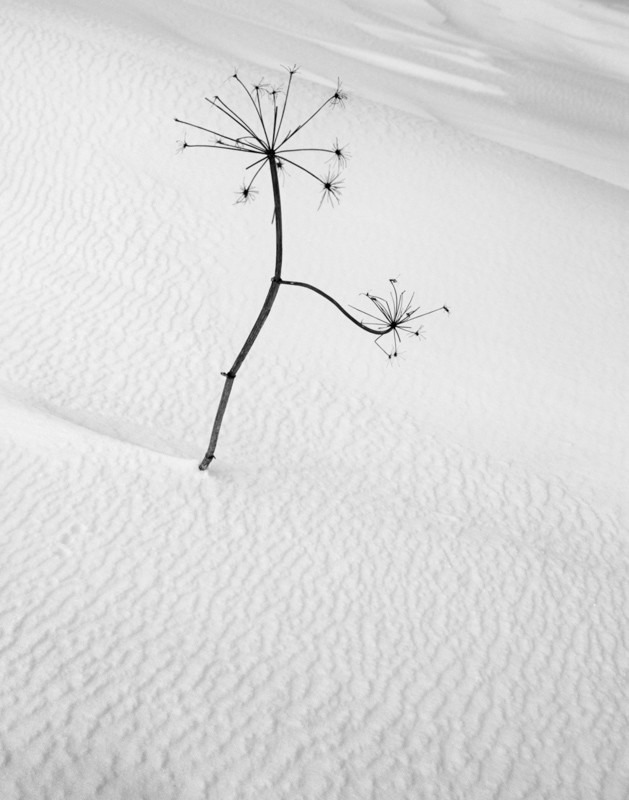 Black and White Flower Abstract in Snow - Abstract & Still Life