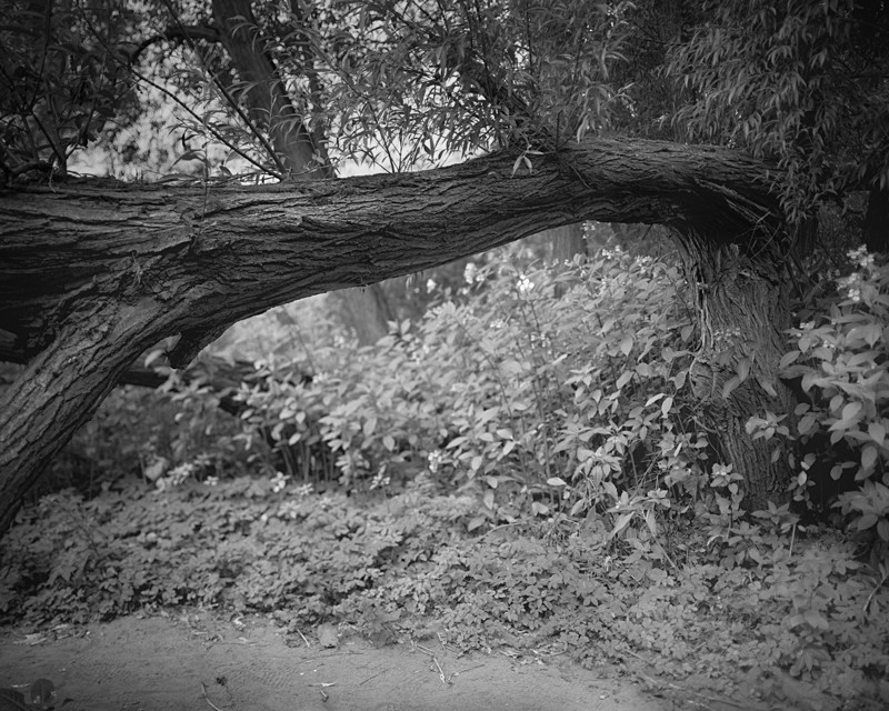 Crack Willow - Landscapes