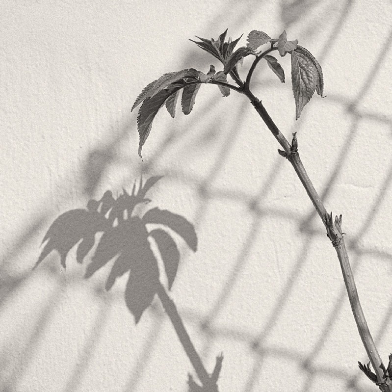 Leaf Shadow Leeds City Centre in Black & White - Abstract & Still Life