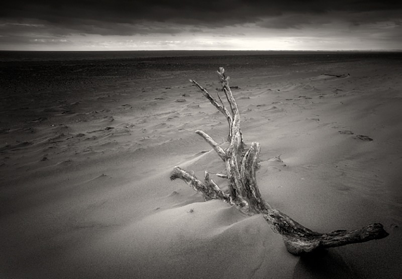 Dead Wood - Water