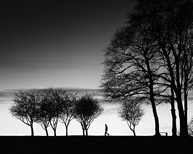 Silhouette Trees in Black and White - Abstract & Still Life