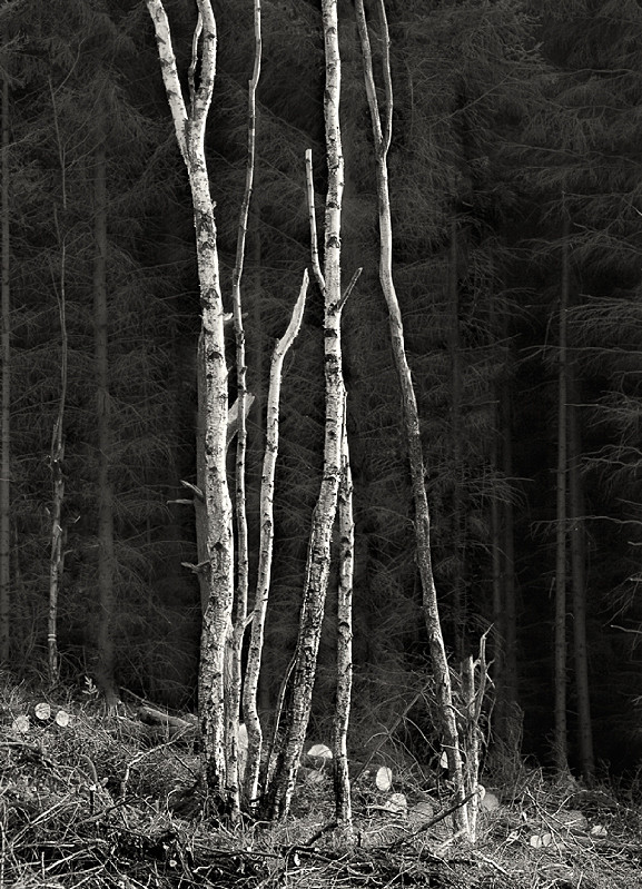 Dark and Light Trees Norwood - Abstract & Still Life