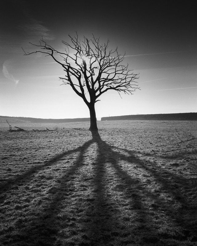 Shadow of the Tree