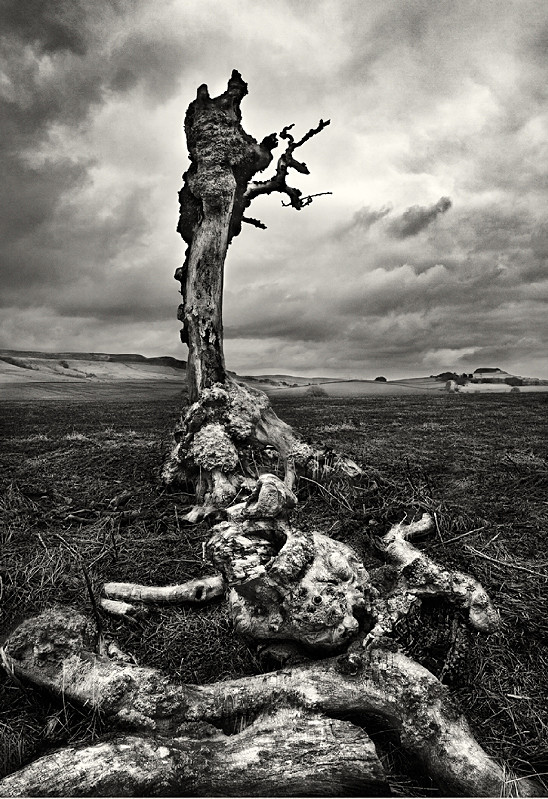 Old decayed tree photographed in black and white