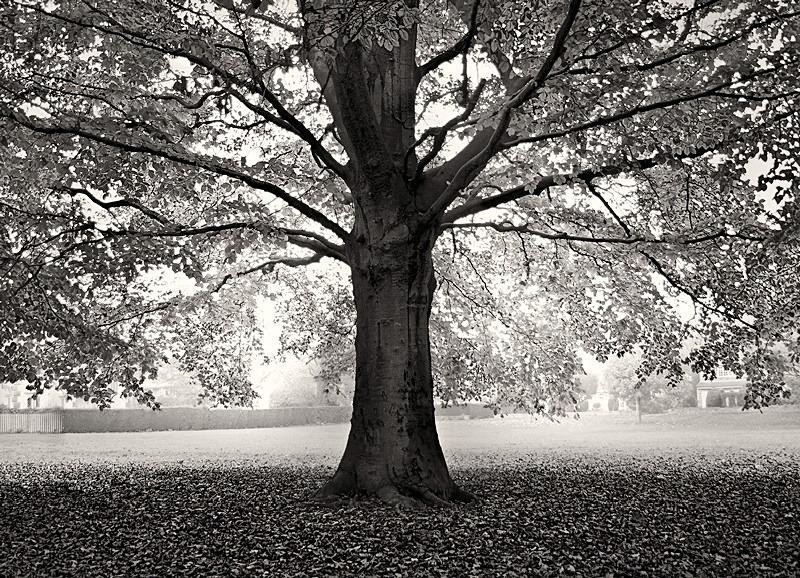 Tree Structure