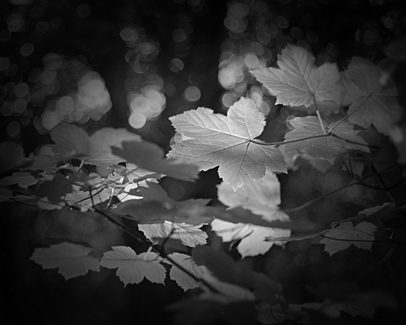 Catch Light on Leaves in Black and White - Abstract & Still Life