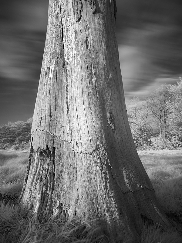 Tree Study in Infrared #2 - Infrared
