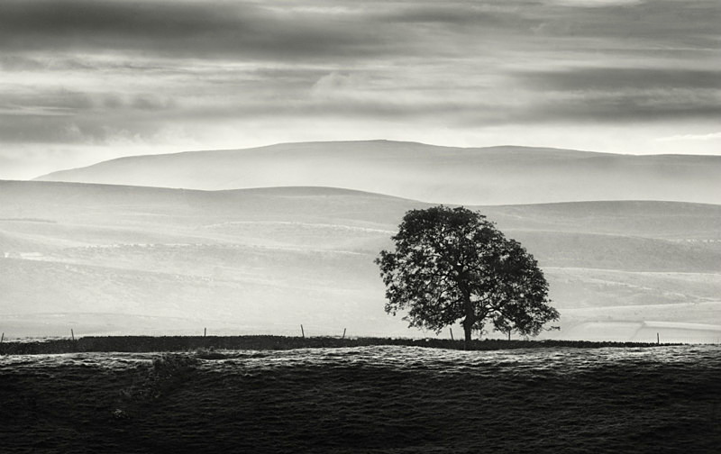 Yorkshire Trees in Landscape