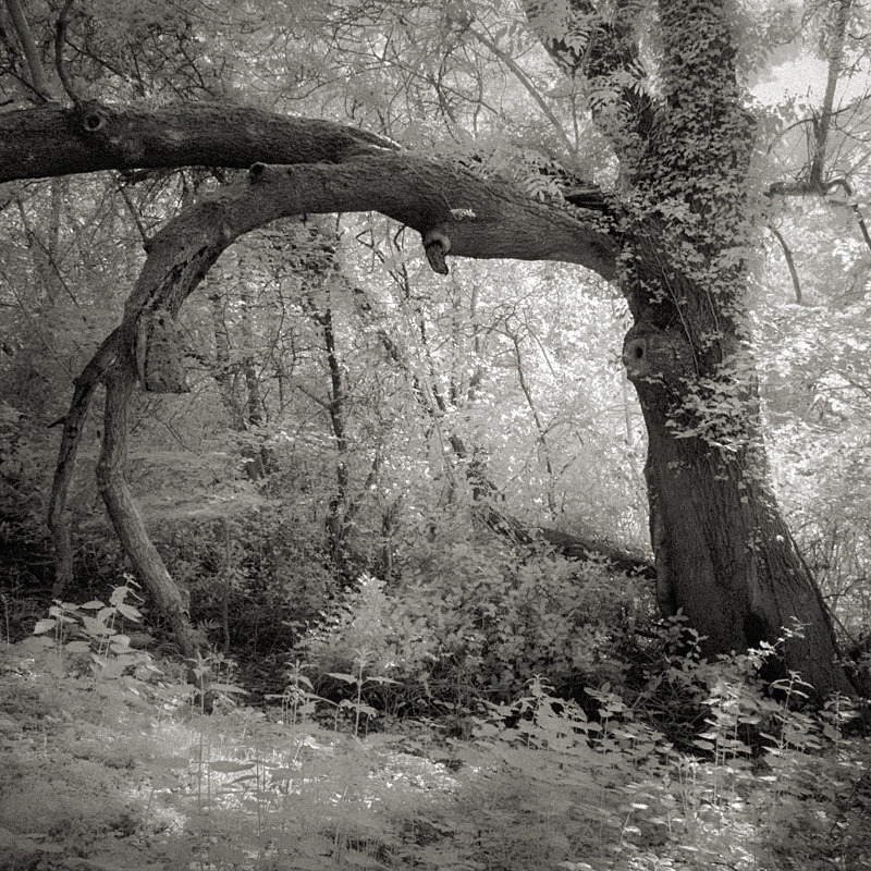 Arched Tree, Infrared - Infrared