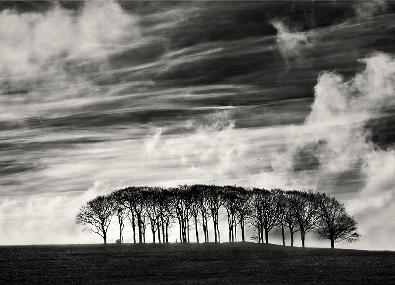 Group of trees photographed in black and white