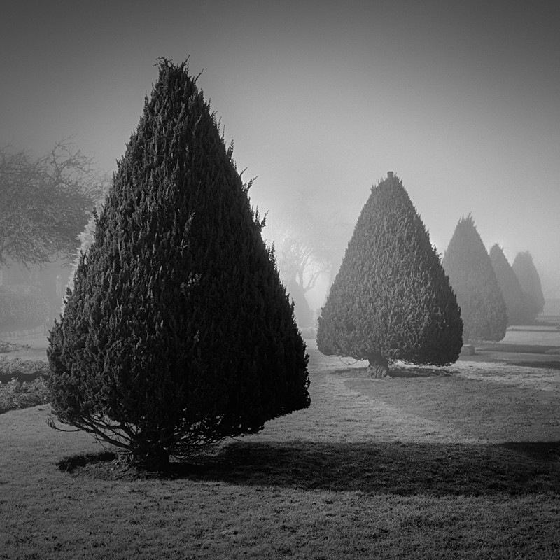 Conifers, Wharfe Meadows Park Otley (square format) - Otley and Ilkley at Night