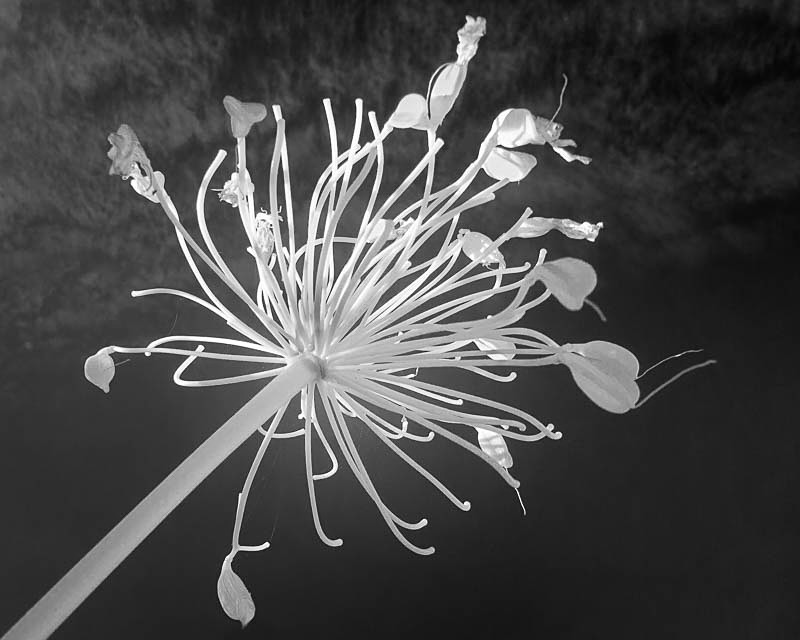 A striking Infrared photograpth by Martin Henson