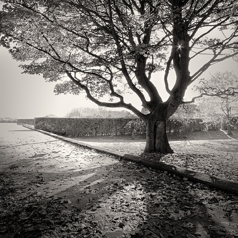 Autumn Shadows