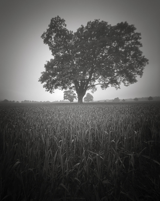 Three Trees, Ilkey - Trees, Fields and Landscapes