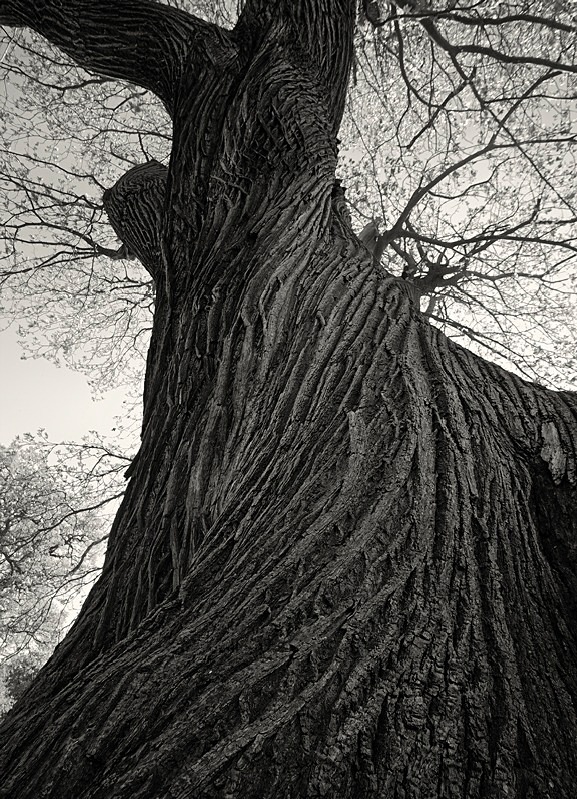 Tree Bark Fountains Abbey in Black & White - Abstract & Still Life