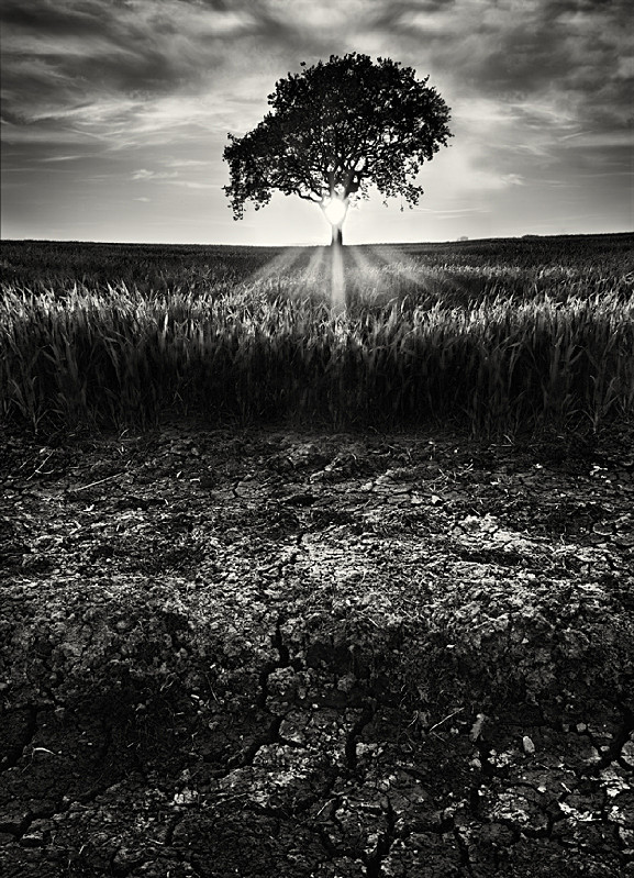 Dry cracked earth in black and white