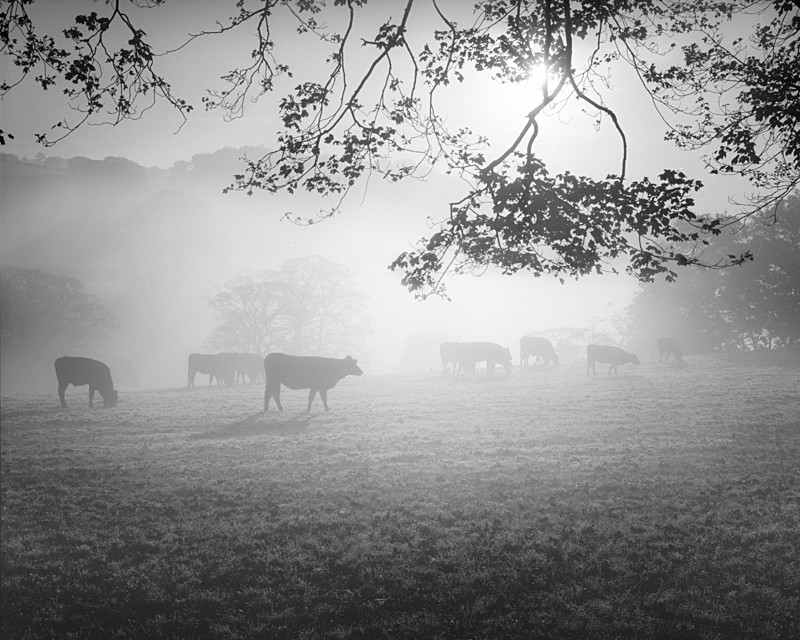 Morning Mist - Landscapes