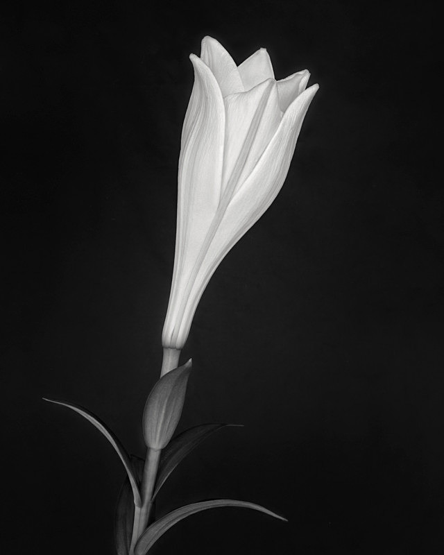 Still Life Photograph of a Lily in Black & White - Abstract & Still Life