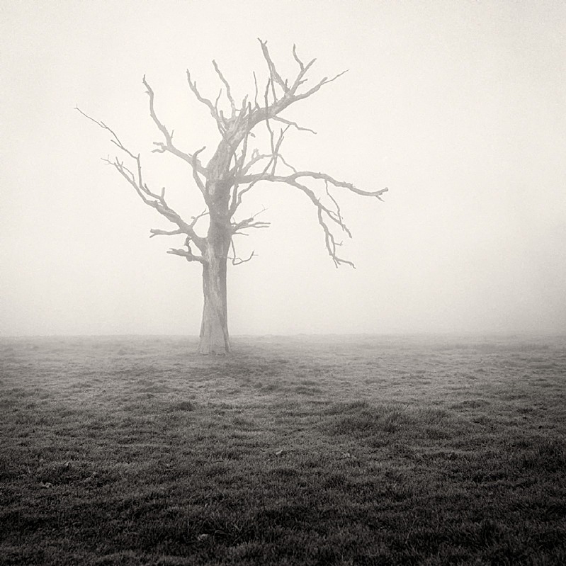 Misty Trees in Yorkshire