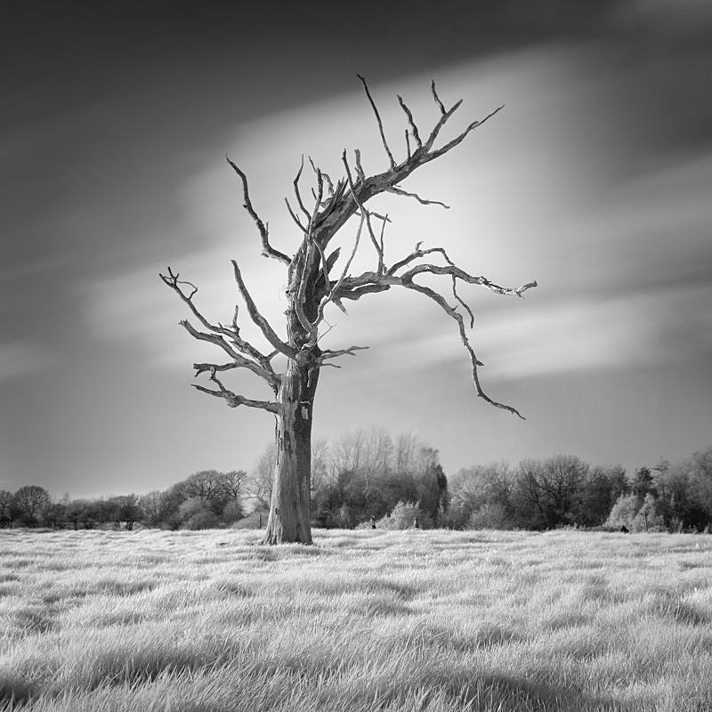 Dead tree in Infrared #1 (square format) - Infrared