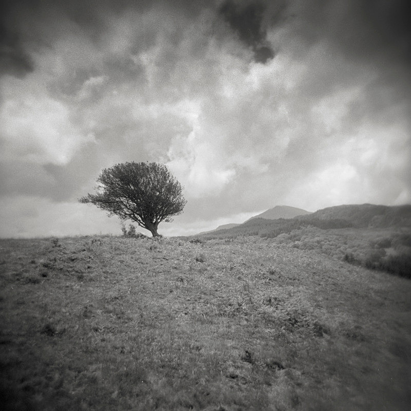 Lone Tree - Holga 120N