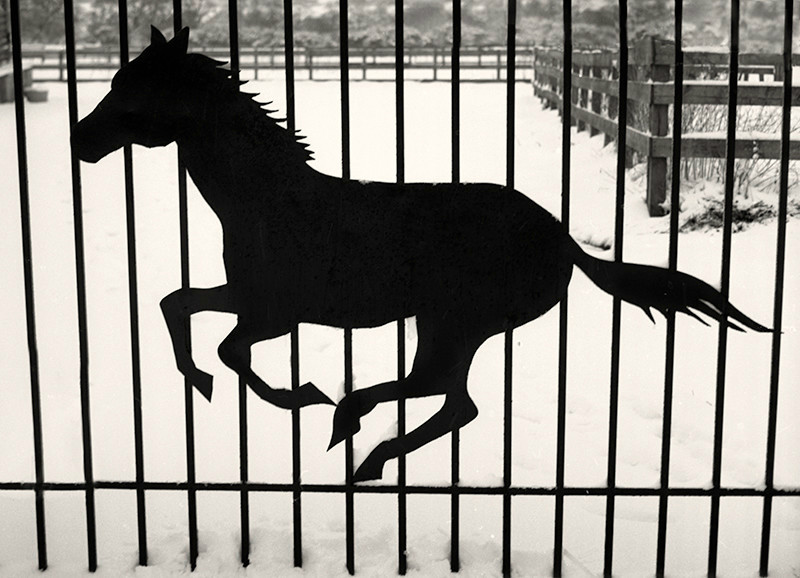 Metal Gate and Horse Abstract in Black and White - Abstract & Still Life