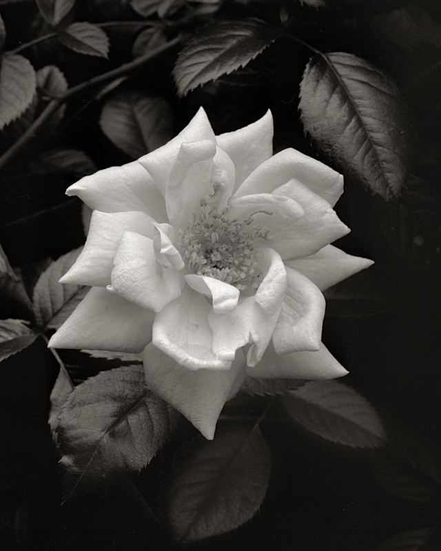 Black and White Still Life of a Rose - Abstract & Still Life