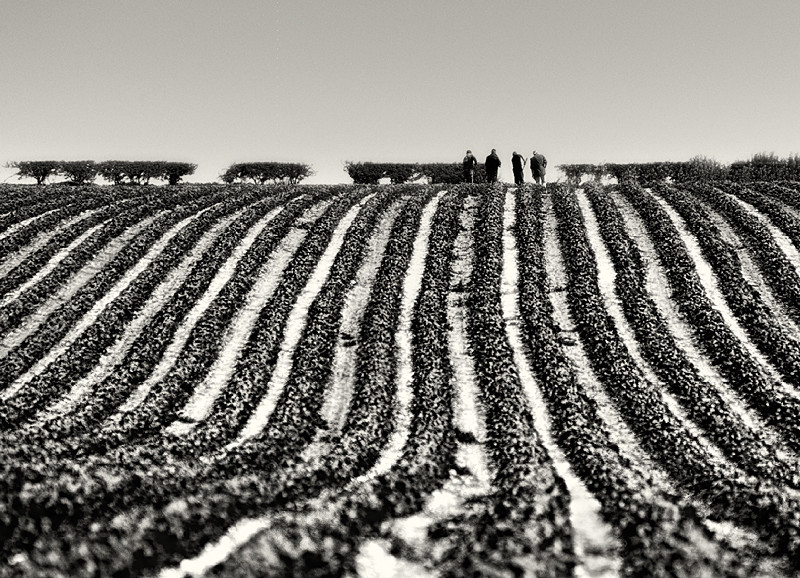 Furrow Lines Abstract in Black & White - Abstract & Still Life