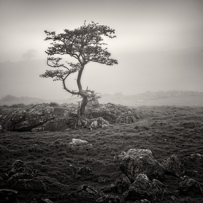 Mist Trees