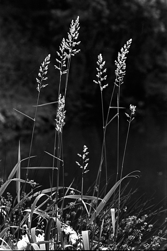 Tall Grasses Photograpth in Black and White - Abstract & Still Life