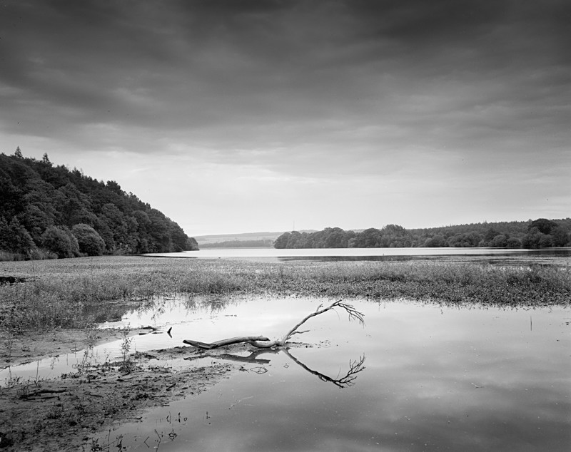 Dead Wood Fewston Reservoir - Landscapes