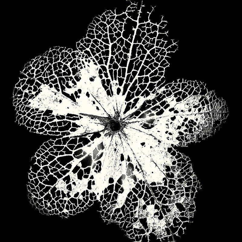 Skeleton Leaf in Black & White - Abstract & Still Life