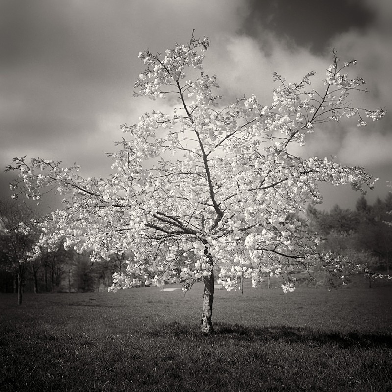 Blossom Tree Photograph