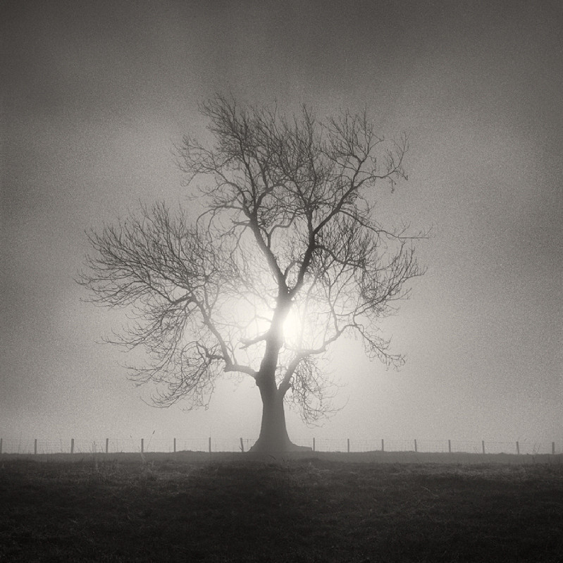 Tree and Light (square format) - Landscapes