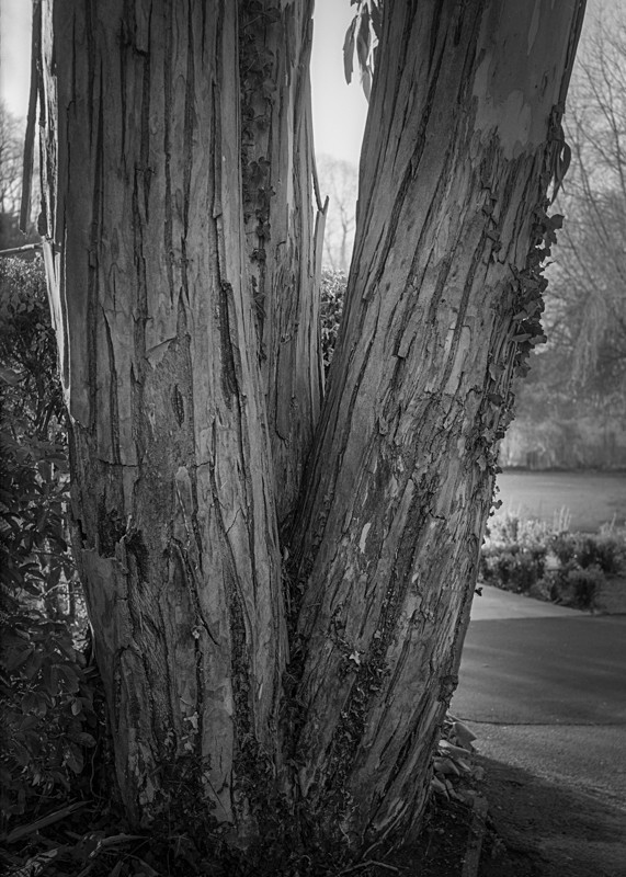 Tree Trunk Textures - Landscapes