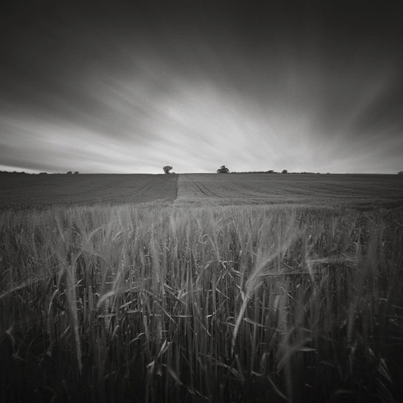 Crops at 1020 seconds - Trees, Fields and Landscapes