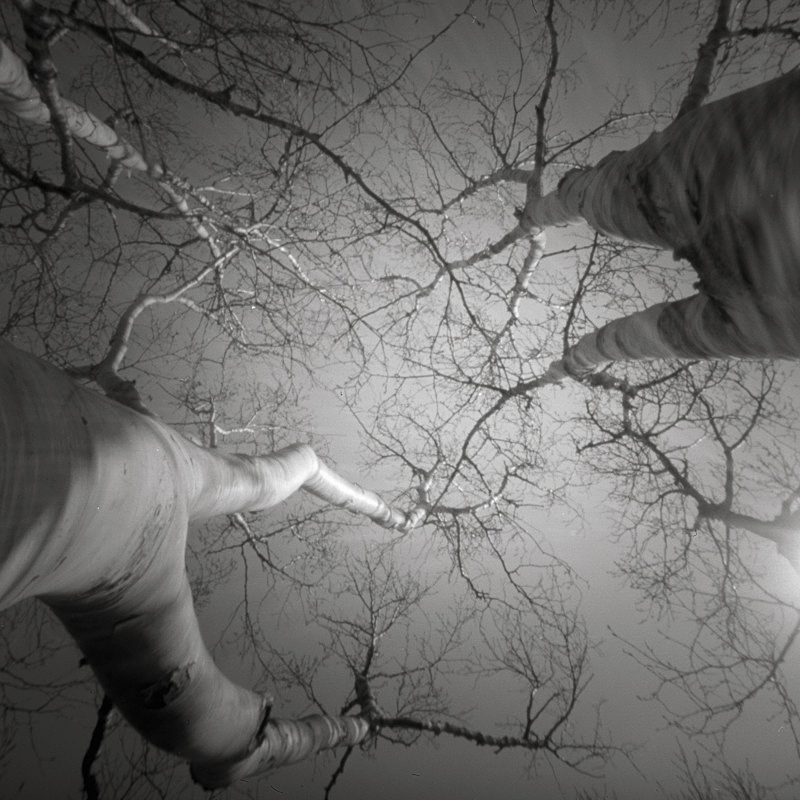Looking up #1 (Pinhole square format) - Looking up