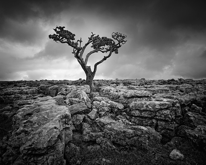 Tree and Limestone - Landscapes