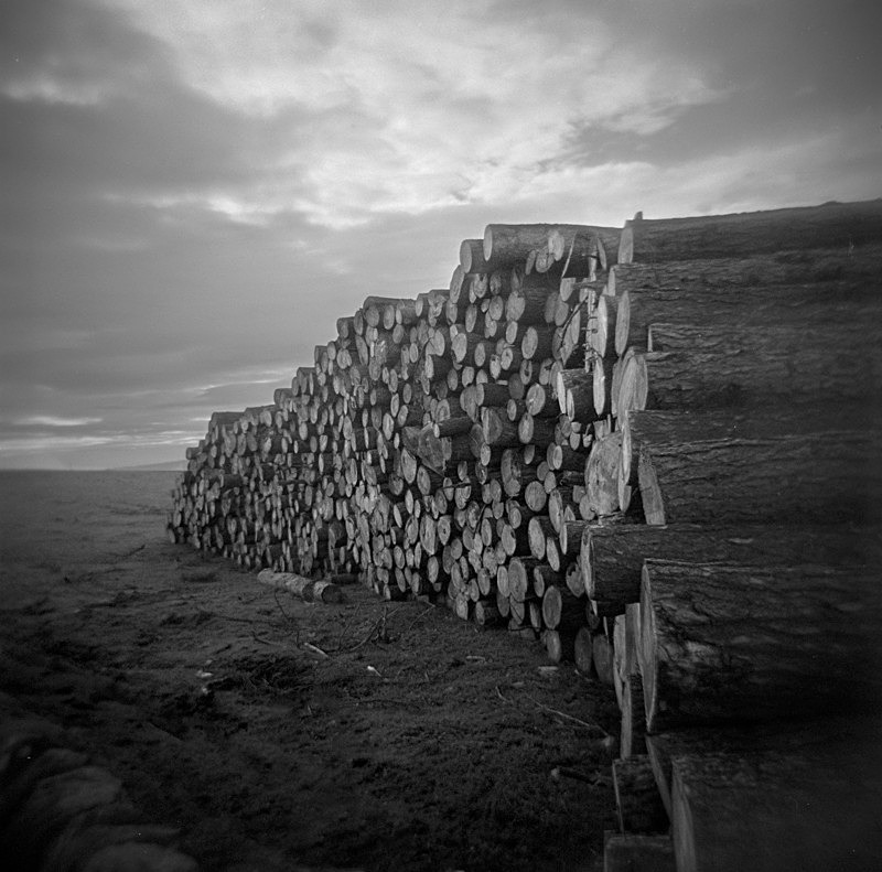 cut-logs-otley