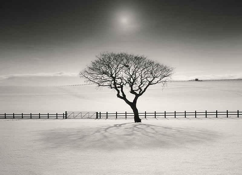 Gentle Shadow