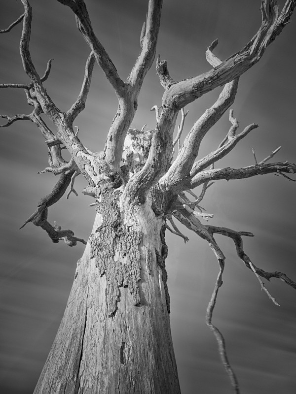Tree Study in Infrared #1 - Infrared
