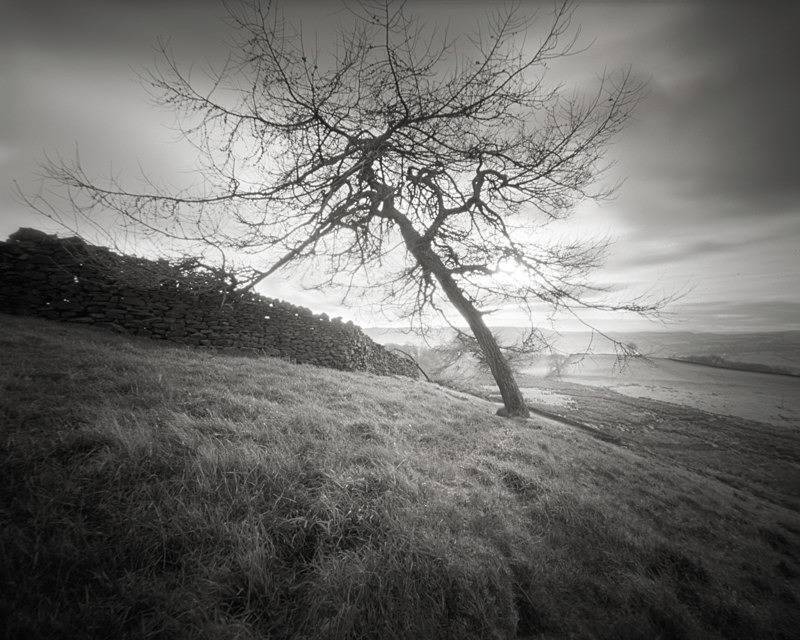 Prevailing Wind, Beamsley - Trees, Fields and Landscapes