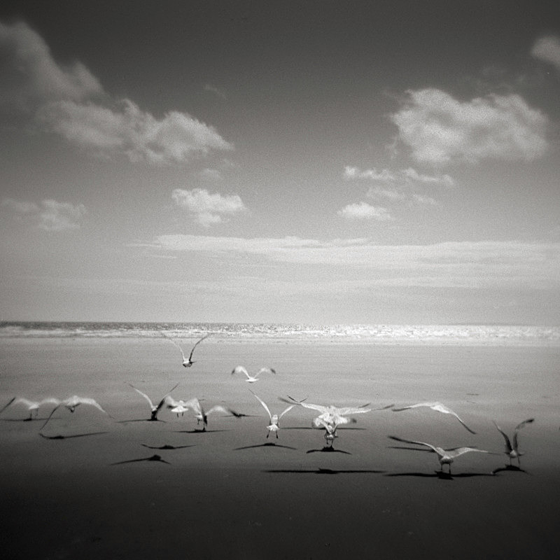 Chasing Gulls, Black Rock Sands - Holga 120N