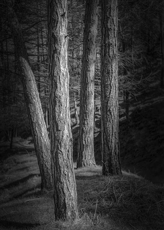 Four Pines, Ilkley - Landscapes