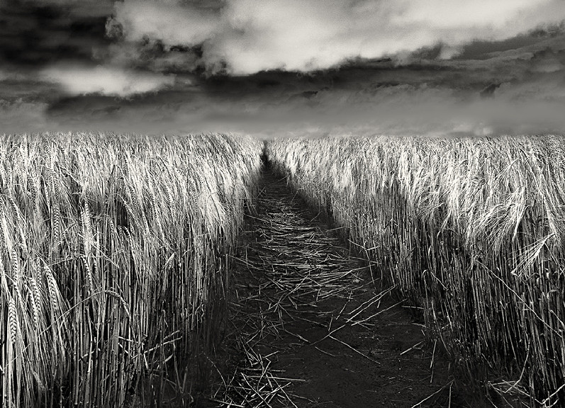 Crops in a filed